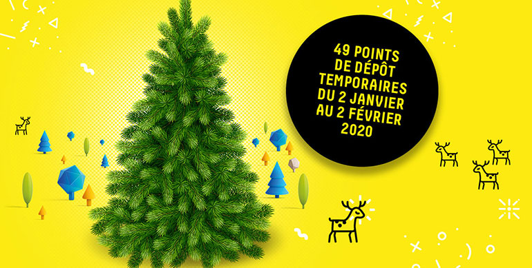 Collecte de sapins