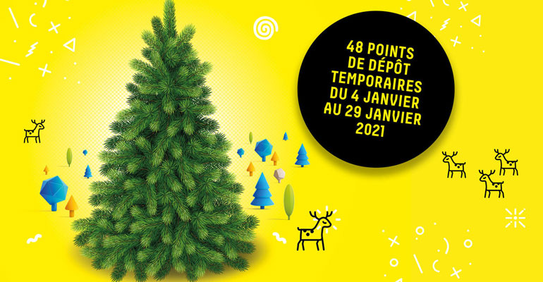 Collecte des sapins