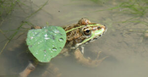 A la découverte des amphibiens à Vif